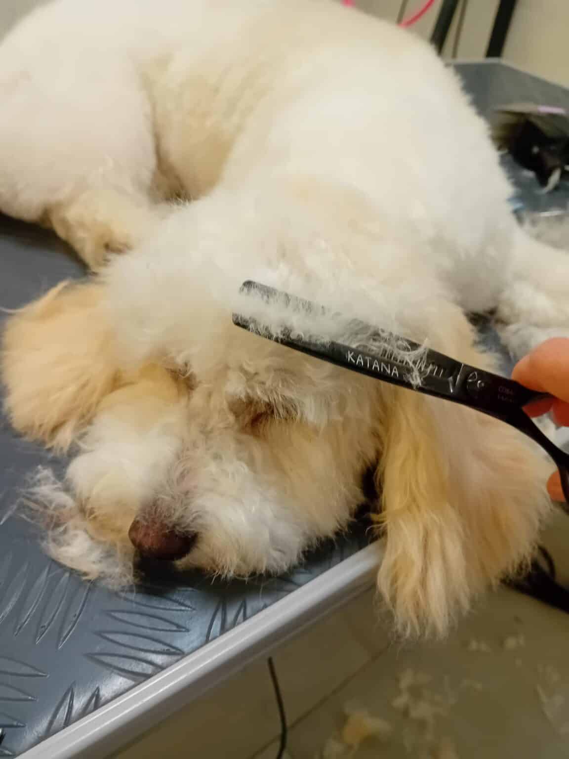 Bij Trimtijd de Trimsalon in Vught draait alles om het welzijn van jouw hond. Ons team van gediplomeerde en ervaren trimmers heeft een passie voor dieren en biedt professionele en liefdevolle zorg.