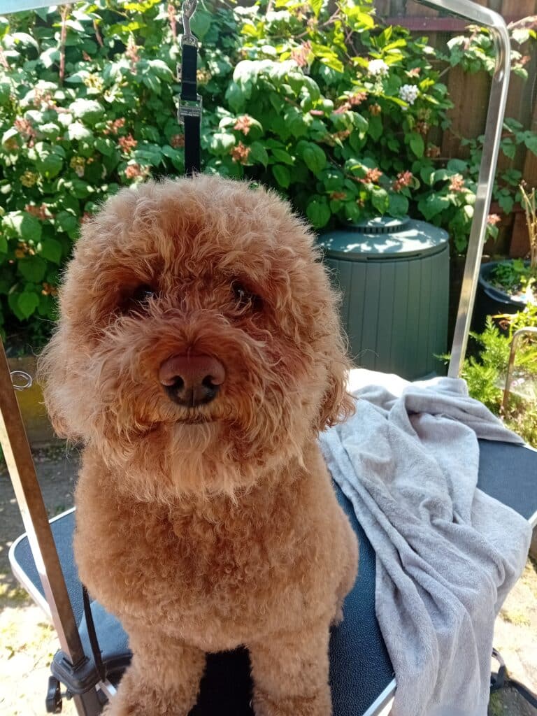 Trimtijd Trimsalon Vught draait alles om het welzijn van jouw hond. Ons team van gediplomeerde en ervaren trimmers heeft een passie voor dieren en biedt professionele en liefdevolle zorg.