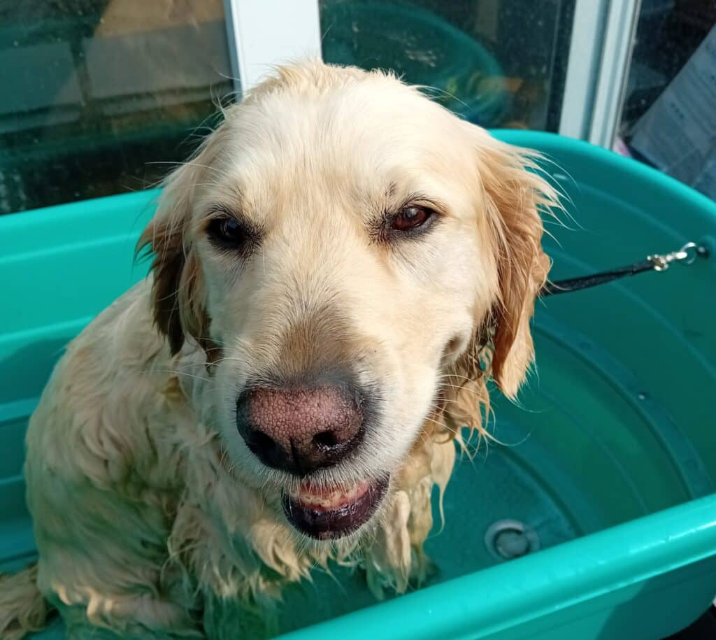 Bij Trimtijd de Trimsalon in Vught draait alles om het welzijn van jouw hond. Ons team van gediplomeerde en ervaren trimmers heeft een passie voor dieren en biedt professionele en liefdevolle zorg.