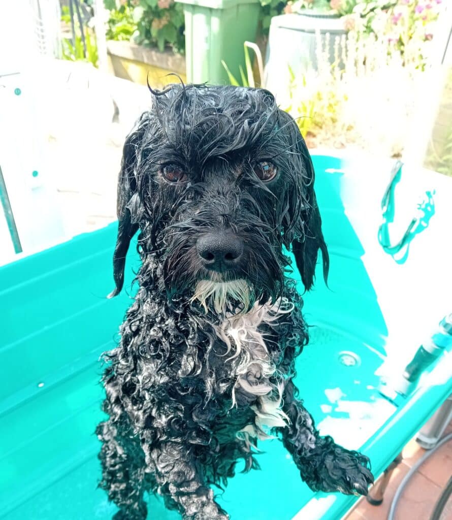 Bij Trimtijd de Trimsalon in Vught draait alles om het welzijn van jouw hond. Ons team van gediplomeerde en ervaren trimmers heeft een passie voor dieren en biedt professionele en liefdevolle zorg.