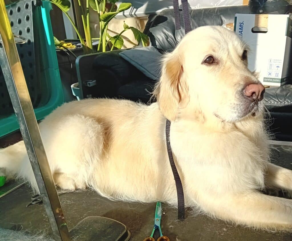 Bij Trimtijd de Trimsalon in Vught draait alles om het welzijn van jouw hond. Ons team van gediplomeerde en ervaren trimmers heeft een passie voor dieren en biedt professionele en liefdevolle zorg.