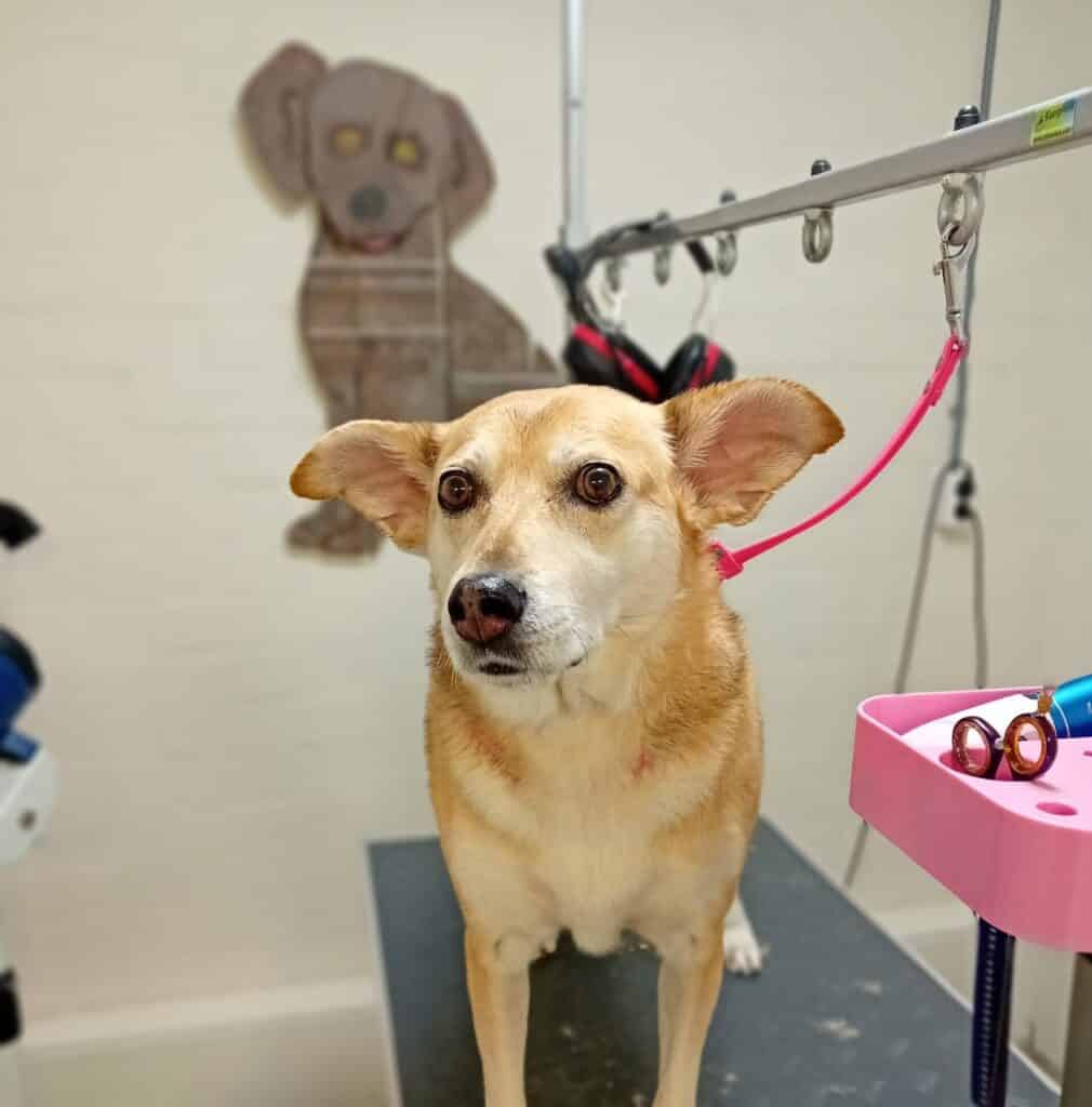 Bij Trimtijd de Trimsalon in Vught draait alles om het welzijn van jouw hond. Ons team van gediplomeerde en ervaren trimmers heeft een passie voor dieren en biedt professionele en liefdevolle zorg.