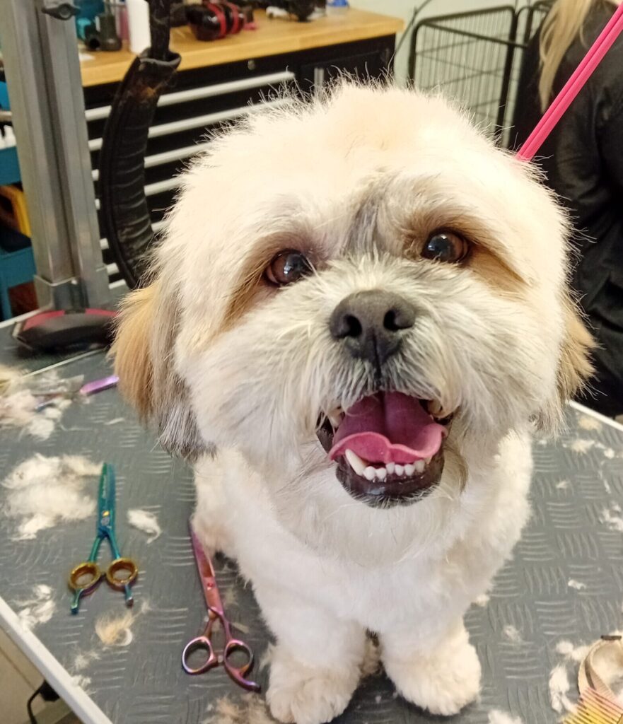 Trimtijd Trimsalon Vught draait alles om het welzijn van jouw hond. Ons team van gediplomeerde en ervaren trimmers heeft een passie voor dieren en biedt professionele en liefdevolle zorg.