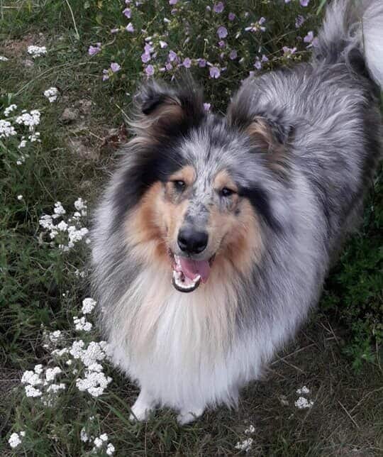 Trimtijd Trimsalon Vught draait alles om het welzijn van jouw hond. Ons team van gediplomeerde en ervaren trimmers heeft een passie voor dieren en biedt professionele en liefdevolle zorg.