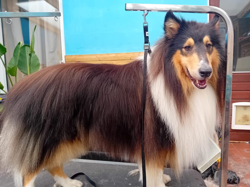 Schotse herdershond langhaar getrimd, lang Bij Trimtijd de Trimsalon in Vught draait alles om het welzijn van jouw hond. Ons team van gediplomeerde en ervaren trimmers heeft een passie voor dieren en biedt professionele en liefdevolle zorg.