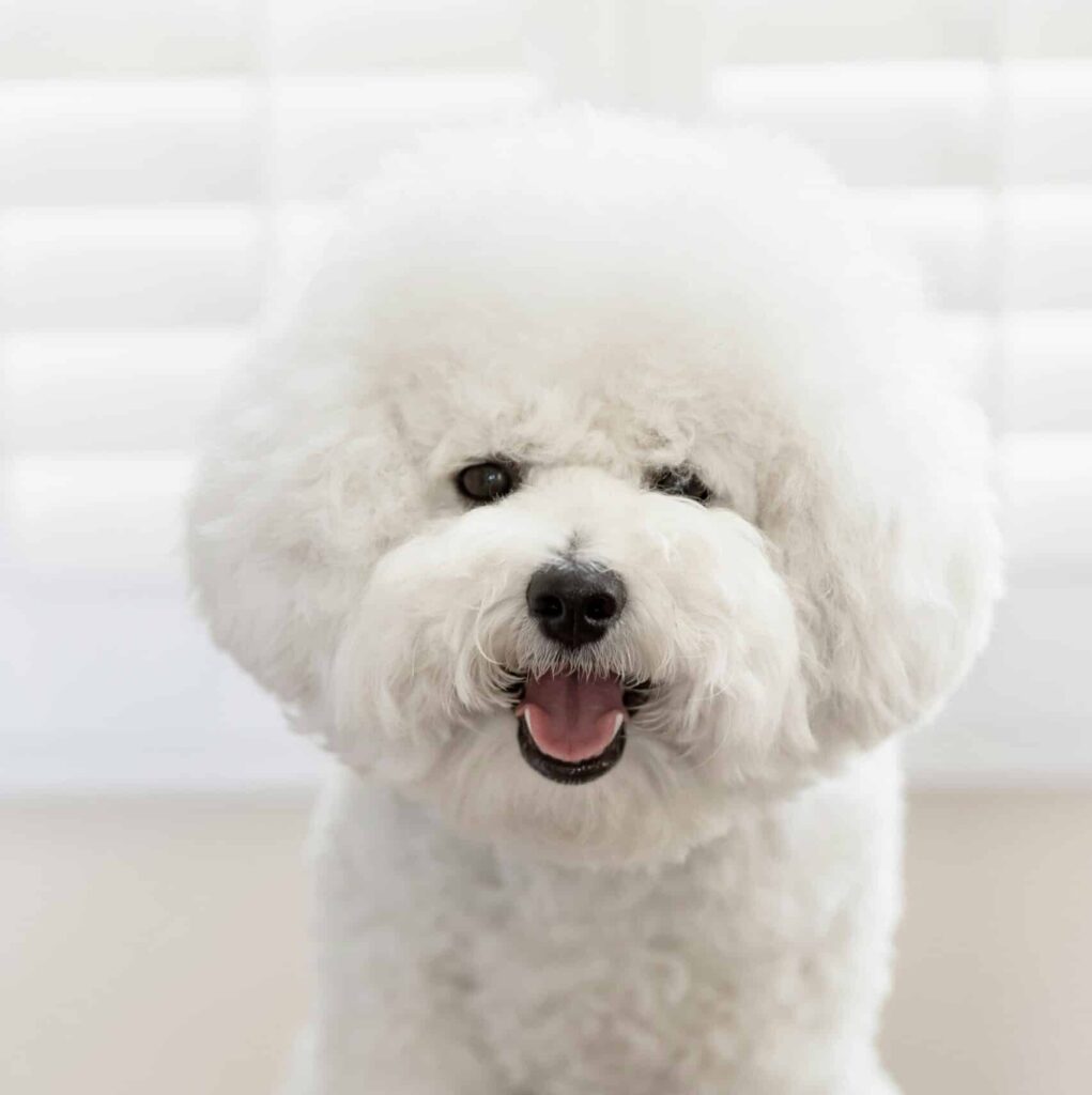 Trimtijd Trimsalon Vught draait alles om het welzijn van jouw hond. Ons team van gediplomeerde en ervaren trimmers heeft een passie voor dieren en biedt professionele en liefdevolle zorg.