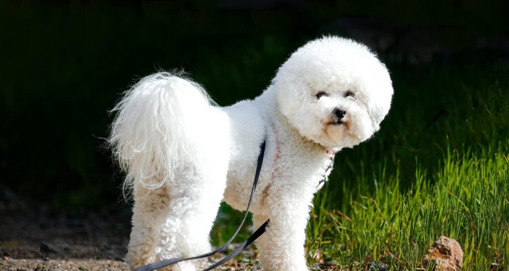 Bichon hond geknipt